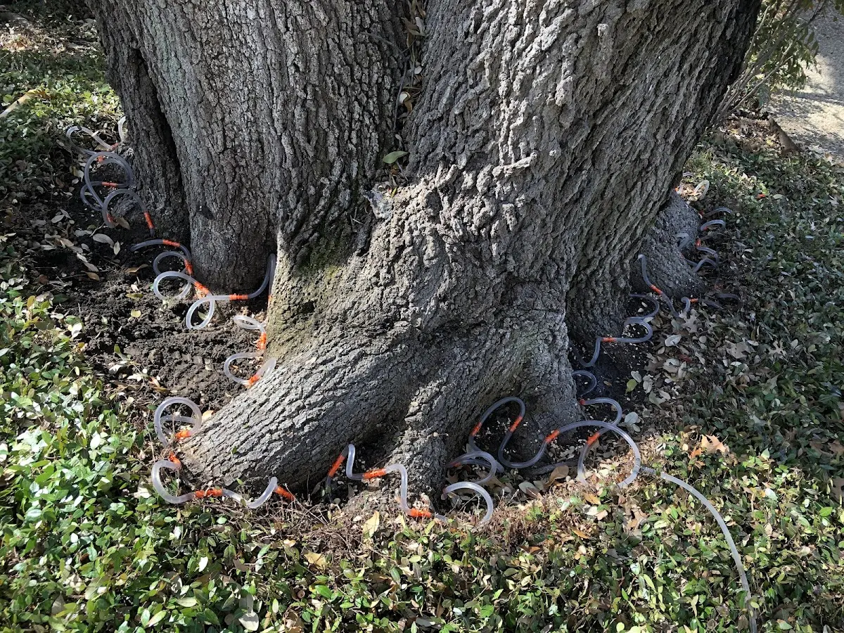 Detailed Tree Cabling and Bracing job site in Kittitas